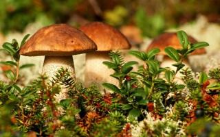 Классификация грибов, основные классы и особенности На какие две важные группы делятся грибы